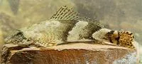 Torrent fish (Cheimarrichthys fosteri)