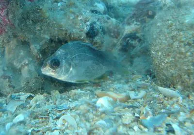 Torroto grunt (Genyatremus luteus)