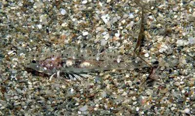 Tortonese's goby (Pomatoschistus tortonesei)