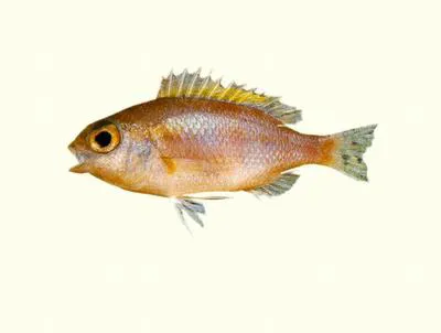 Tosa dwarf monocle bream (Parascolopsis tosensis)