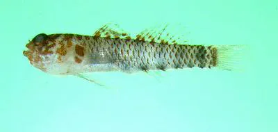 Toshiyuki's pygmygoby (Eviota toshiyuki)
