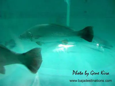 Totoaba (Totoaba macdonaldi)