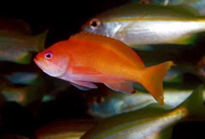 Townsend's anthias (Pseudanthias townsendi)