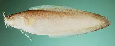 Townsend's cusk eel (Brotula townsendi)