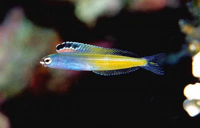 Townsend's fangblenny (Plagiotremus townsendi)