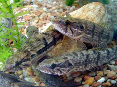 Trahira (Hoplias malabaricus)