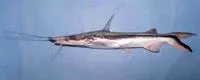 Trans-Andean shovelnose catfish (Sorubim cuspicaudus)