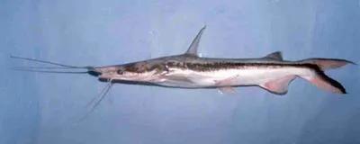 Trans-Andean shovelnose catfish (Sorubim cuspicaudus)