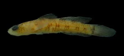 Translucent goby (Chriolepis fisheri)