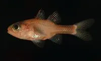 Transparent cardinalfish (Apogon crassiceps)