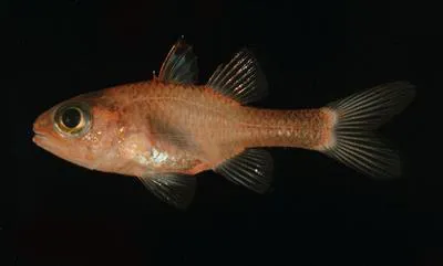 Transparent cardinalfish (Apogon crassiceps)