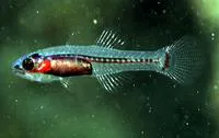 Transparent  cardinalfish (Pseudamiops diaphanes)