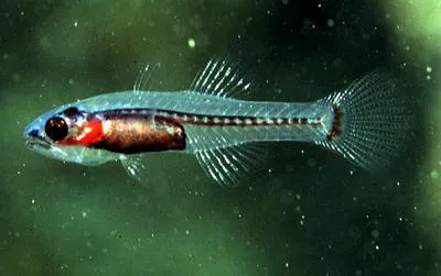 Transparent  cardinalfish (Pseudamiops diaphanes)