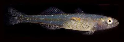 Transparent goby (Aphia minuta)