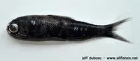 Transparent lantern fish (Diaphus perspicillatus)