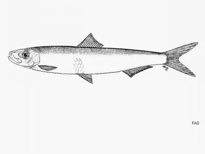 Transparent sandy sprat (Hyperlophus translucidus)