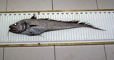 Treadfin grenadier (Gadomus longifilis)