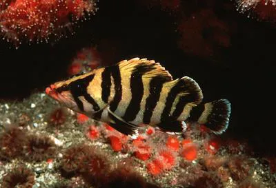 Treefish (Sebastes serriceps)