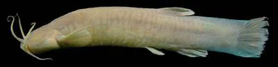 Trepador (Trichomycterus uisae)