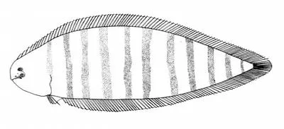 Trewavas' tonguefish (Symphurus trewavasae)