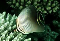 Triangle butterflyfish (Chaetodon triangulum)
