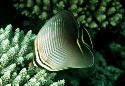 Triangle butterflyfish (Chaetodon triangulum)