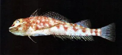 Triangle triplefin (Helcogramma inclinata)