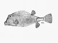 Triangular boxfish (Tetrosomus concatenatus)