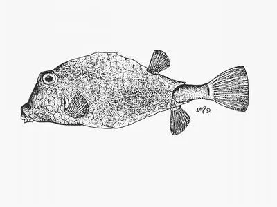 Triangular boxfish (Tetrosomus concatenatus)