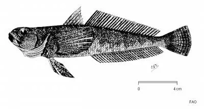Triangular rockcod (Gobionotothen acuta)