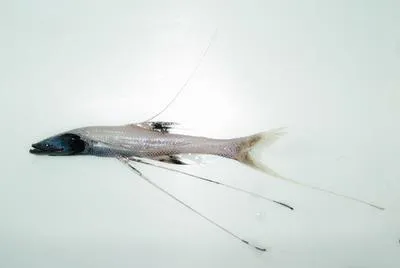 Tribute spiderfish (Bathypterois guentheri)
