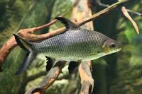 Tricolor sharkminnow / Bala shark (Balantiocheilos melanopterus)