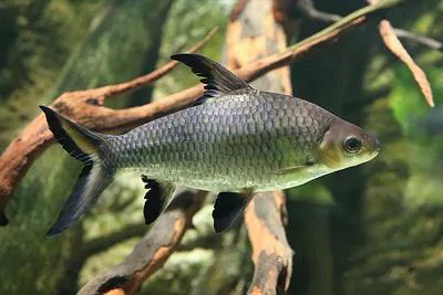 Tricolor sharkminnow / Bala shark (Balantiocheilos melanopterus)