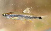 Tricolor shiner (Cyprinella trichroistia)