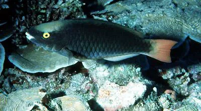 Tricolour parrotfish (Scarus tricolor)