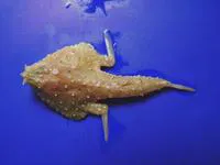 Tricorn batfish (Zalieutes mcgintyi)