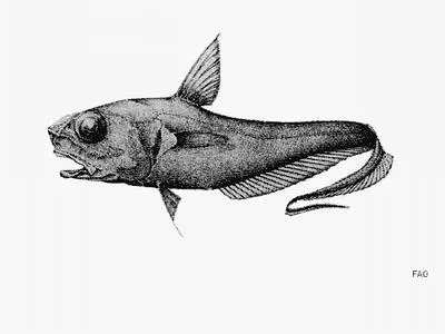 Trident grenadier (Coryphaenoides delsolari)