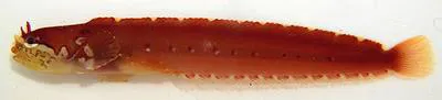 Trident prickleback (Gymnoclinus cristulatus)