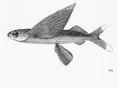 Tringa flyingfish (Prognichthys tringa)