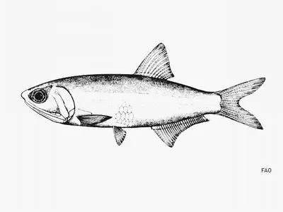 Trinidad anchovy (Anchoa trinitatis)