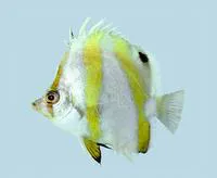 Triple-banded butterflyfish (Roa australis)