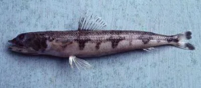 Triplecross lizardfish (Synodus macrops)