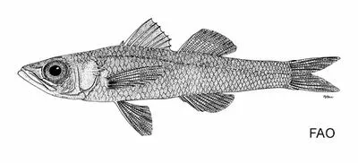 Triplespine deepwater cardinalfish (Sphyraenops bairdianus)