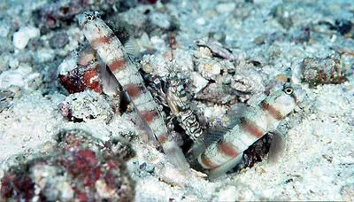 Triplespot shrimpgoby (Amblyeleotris triguttata)