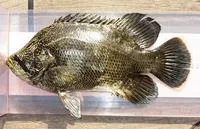 Tripletail (Lobotes surinamensis)
