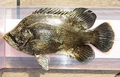 Tripletail (Lobotes surinamensis)