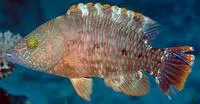 Tripletail wrasse (Cheilinus trilobatus)