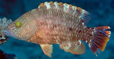 Tripletail wrasse (Cheilinus trilobatus)