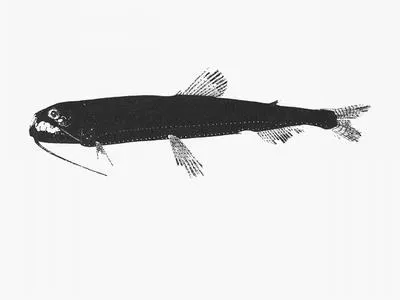 Triplethread snaggletooth (Astronesthes trifibulatus)