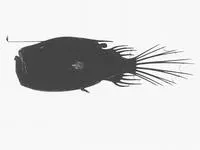 Triplewart seadevil (Cryptopsaras couesii)